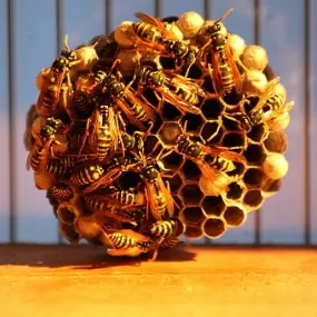 wild bee hive